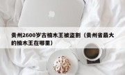 贵州2600岁古楠木王被盗割（贵州省最大的楠木王在哪里）