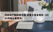 河南农户陷抢收之困:家里小麦全受灾（2020河南小麦受灾）