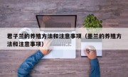 君子兰的养殖方法和注意事项（墨兰的养殖方法和注意事项）