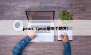 penis（peni是哪个地方）