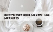 河南农户陷抢收之困:家里小麦全受灾（河南小麦受灾情况）