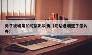 男子被墙角的蛇跳出攻击（蛇钻进墙壁了怎么办）