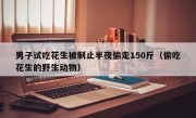 男子试吃花生被制止半夜偷走150斤（偷吃花生的野生动物）