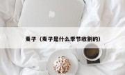 麦子（麦子是什么季节收割的）